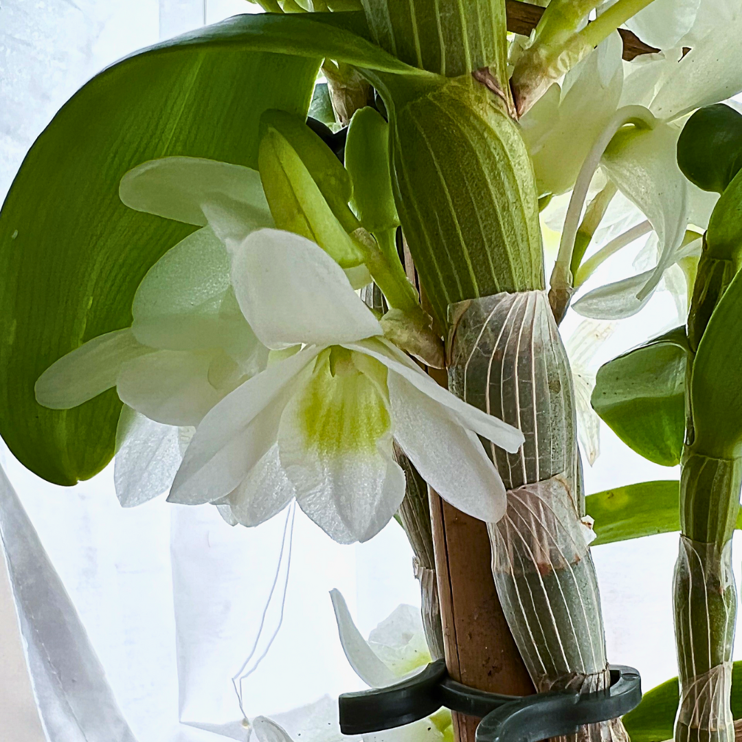 Dendrobium Baby Love Pocket