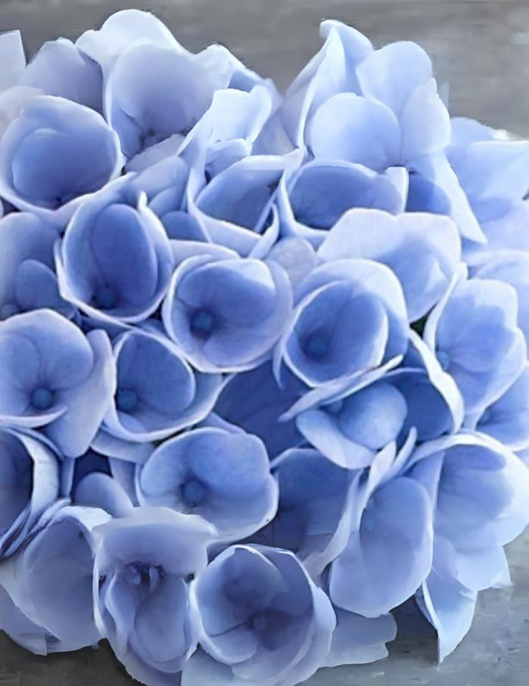 Hydrangea Magical Ortensia