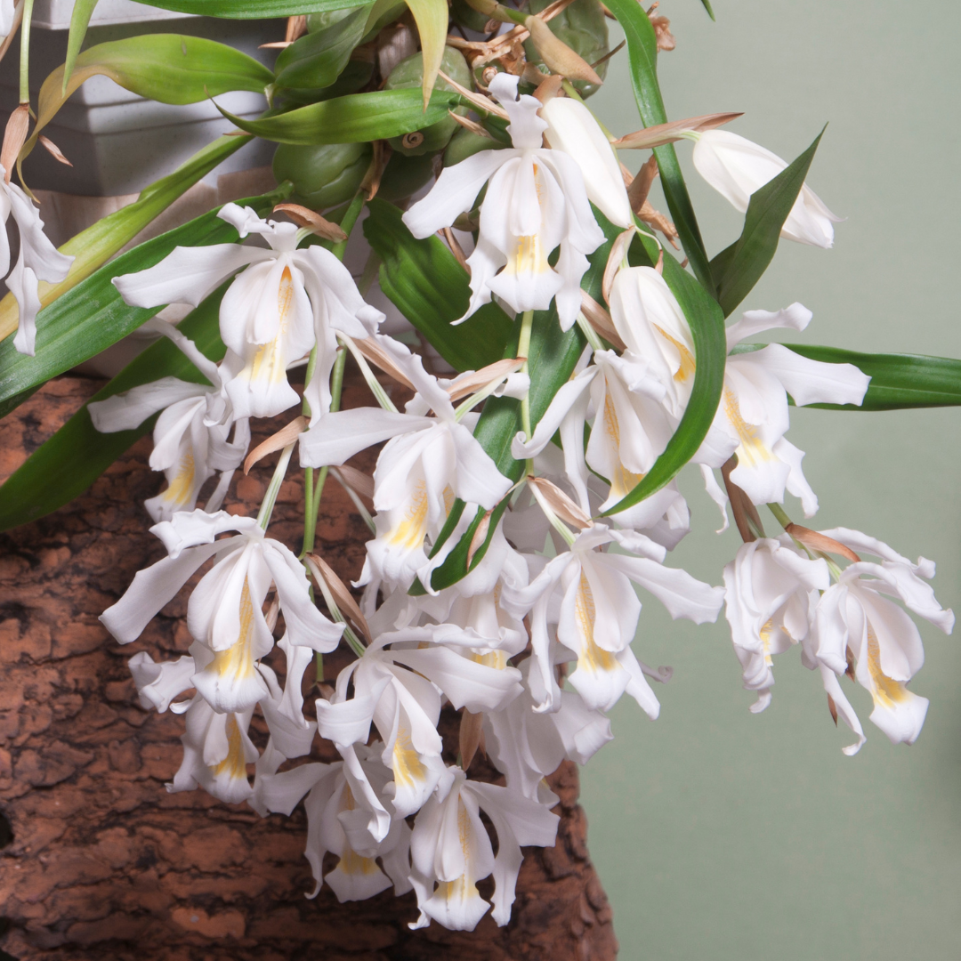 Coelogyne Cristata