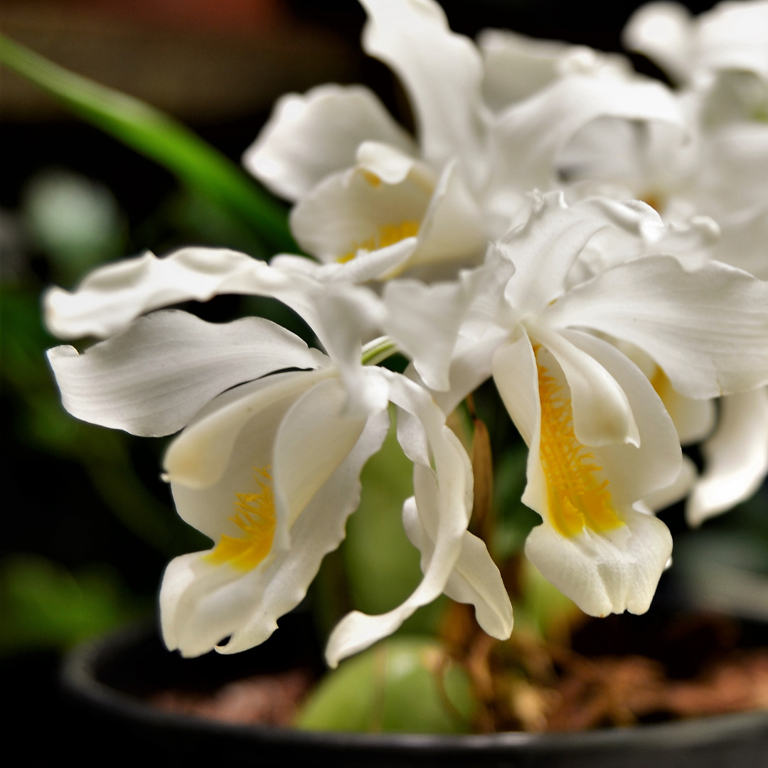 Coelogyne Cristata