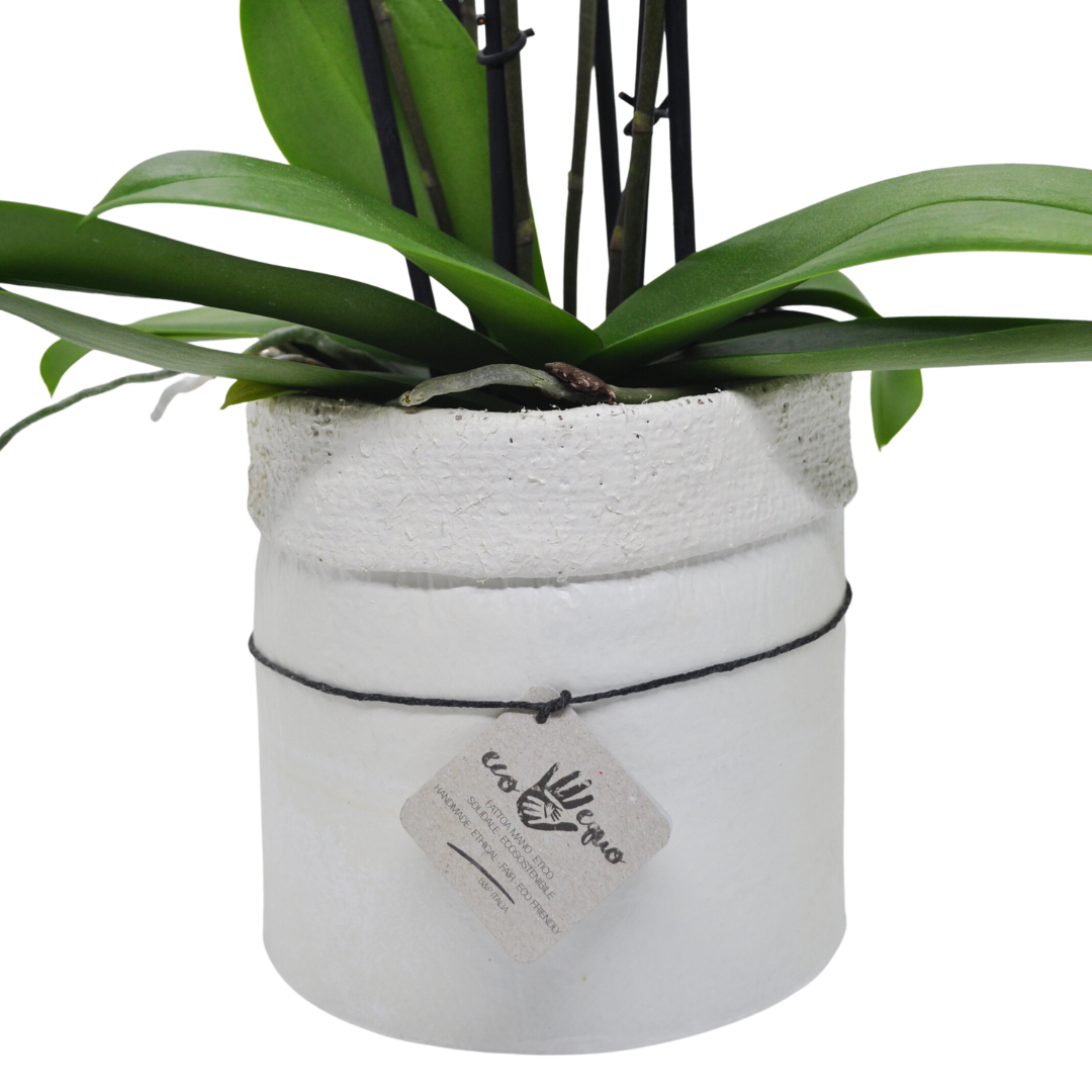 Vaso Collezione "Puglia" 14cm