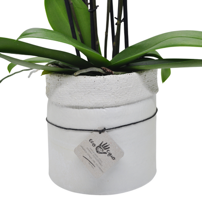 Vaso Collezione "Puglia" 9cm