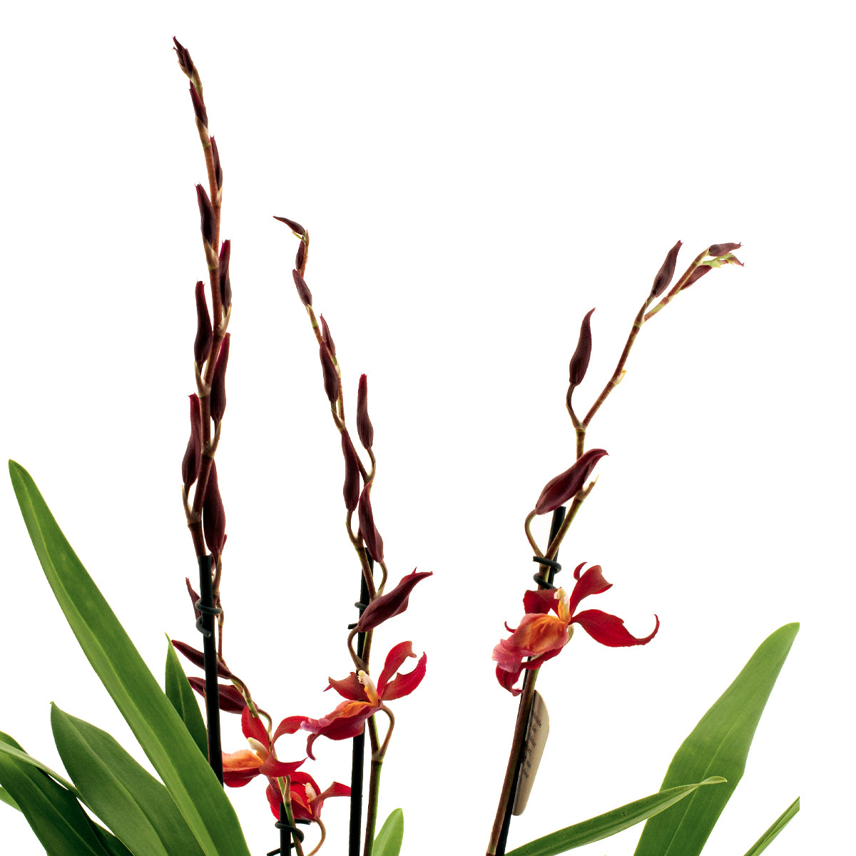 Burrageara Herta
