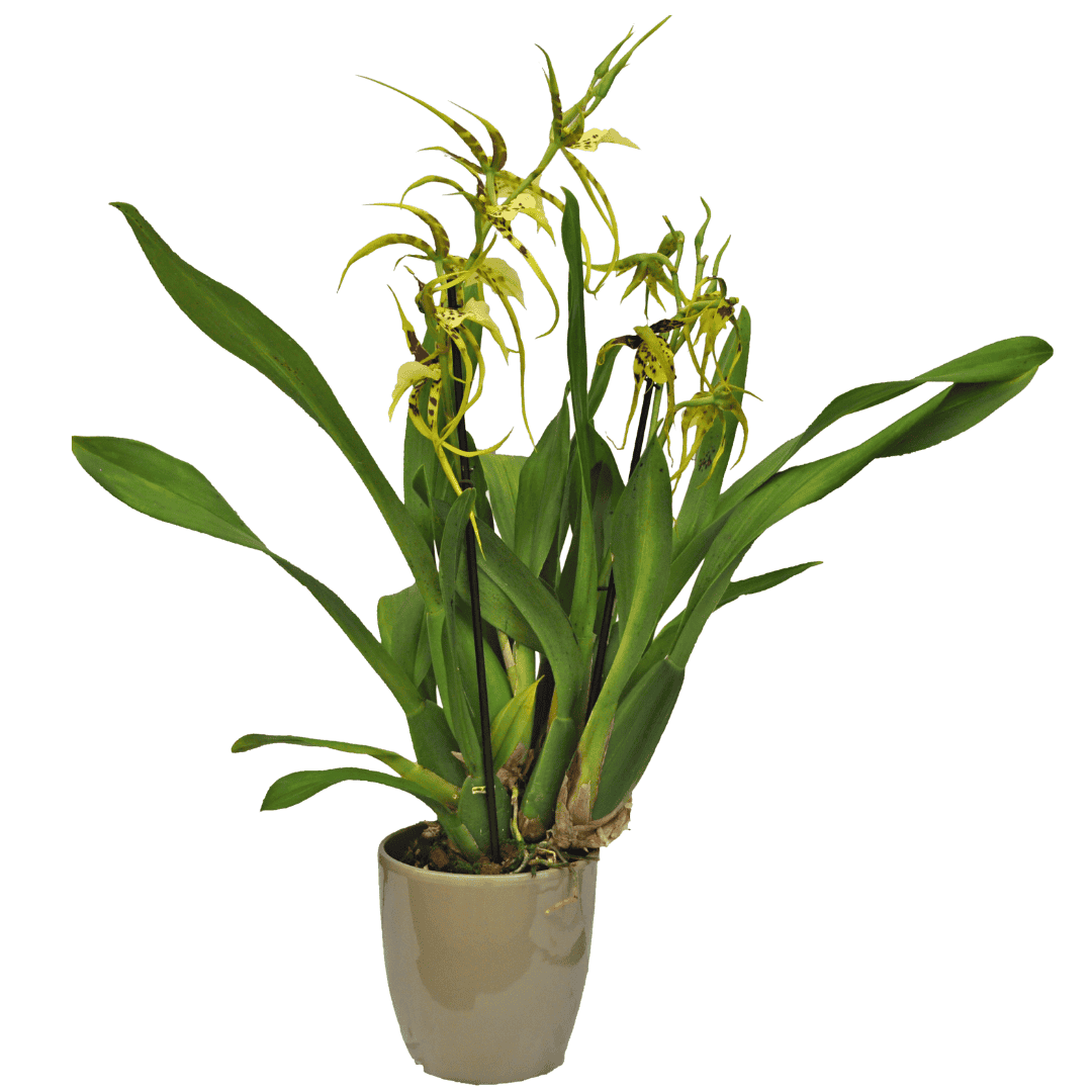 Brassia Eternal Wind