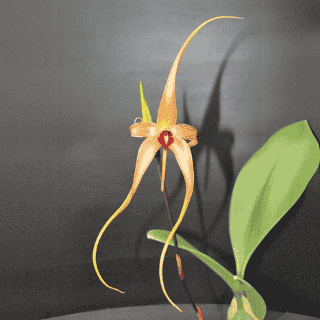 Bulbophyllum Wilburg Chang