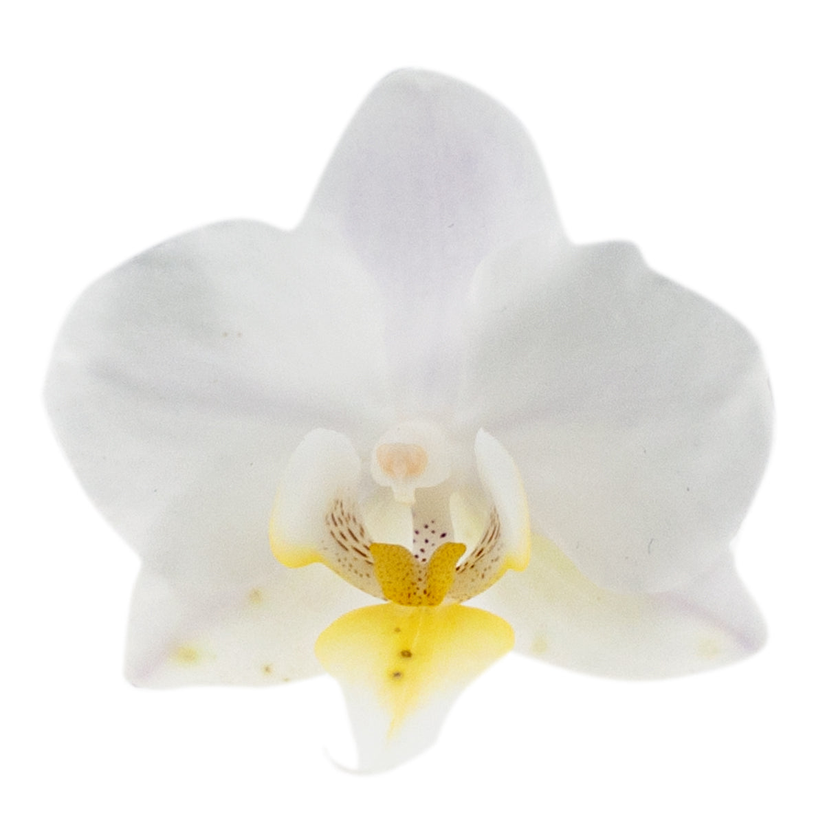 Phalaenopsis Carolina Ø12