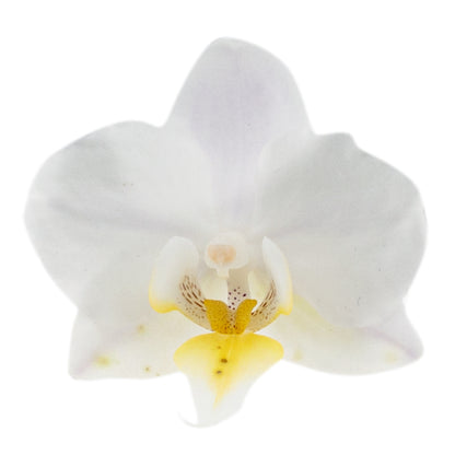 Phalaenopsis Carolina Ø12