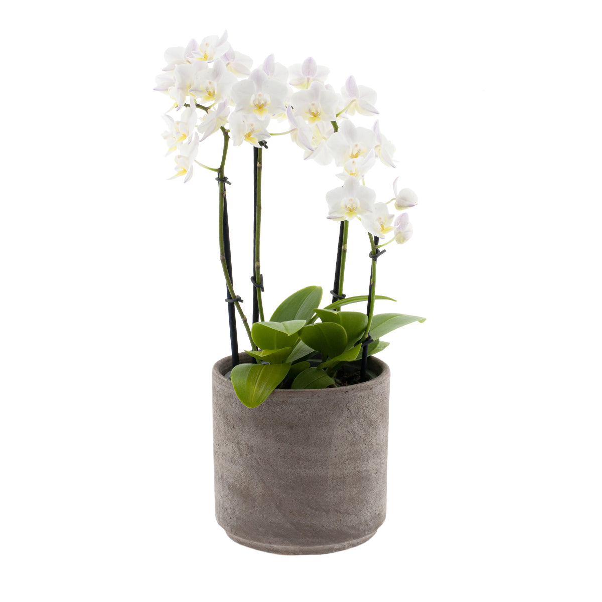 Phalaenopsis Carolina Ø12