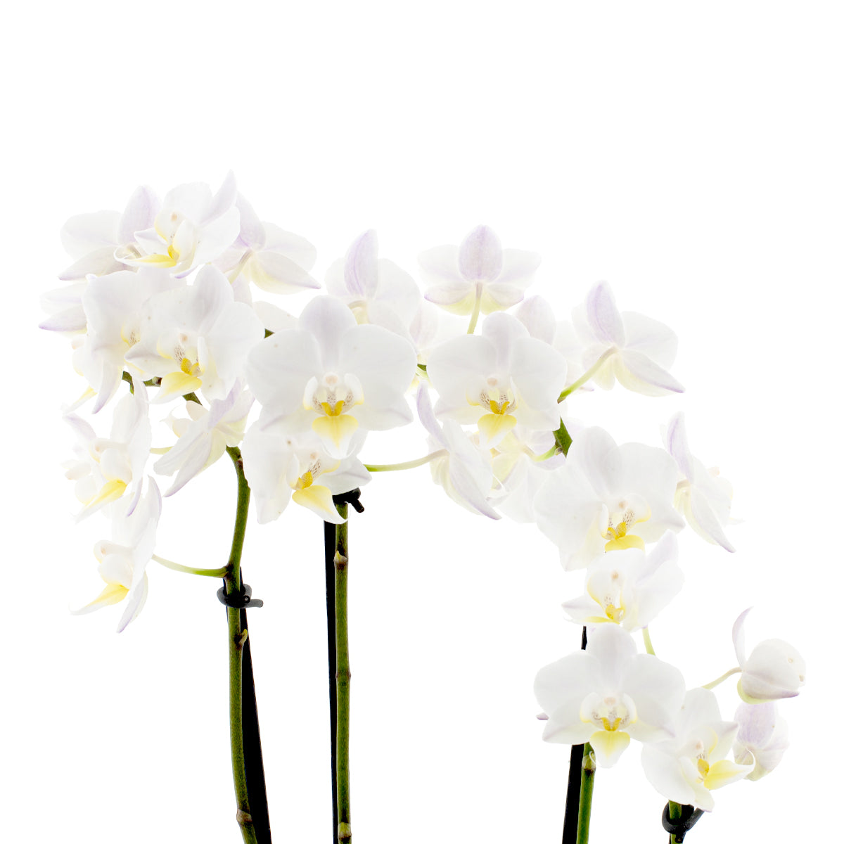 Phalaenopsis Carolina Ø12