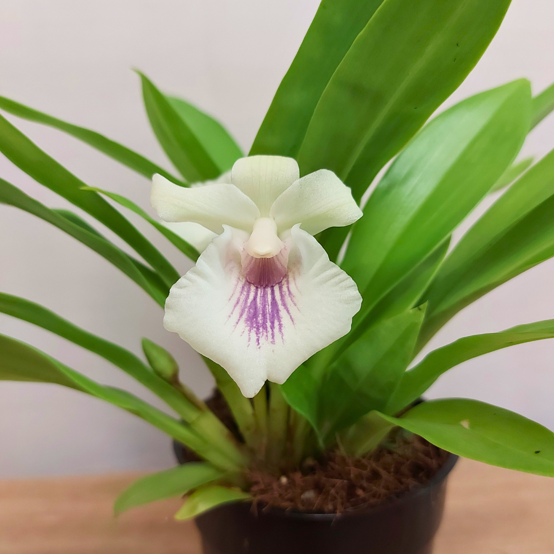 Cochleanthes Ø9