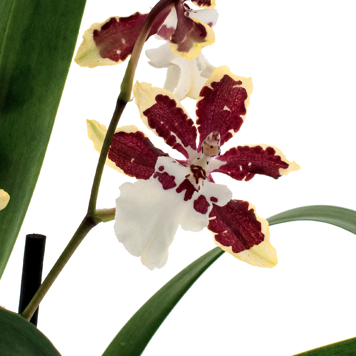 Colmanara Diana