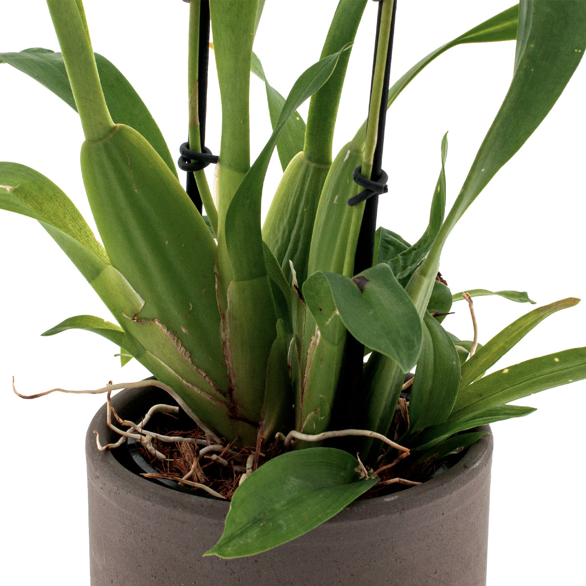 Colmanara Diana