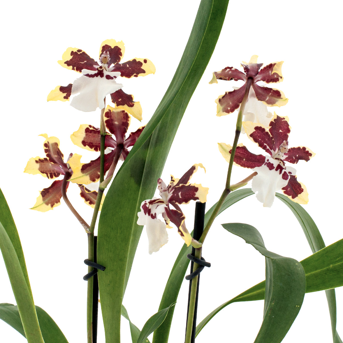 Colmanara Diana