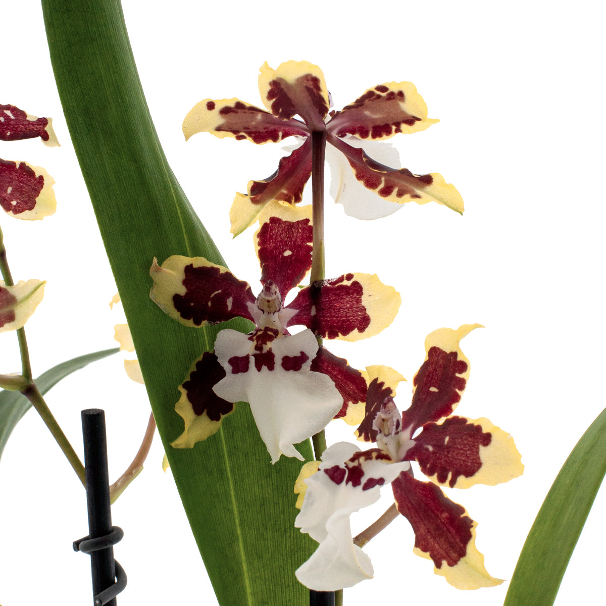 Colmanara Diana
