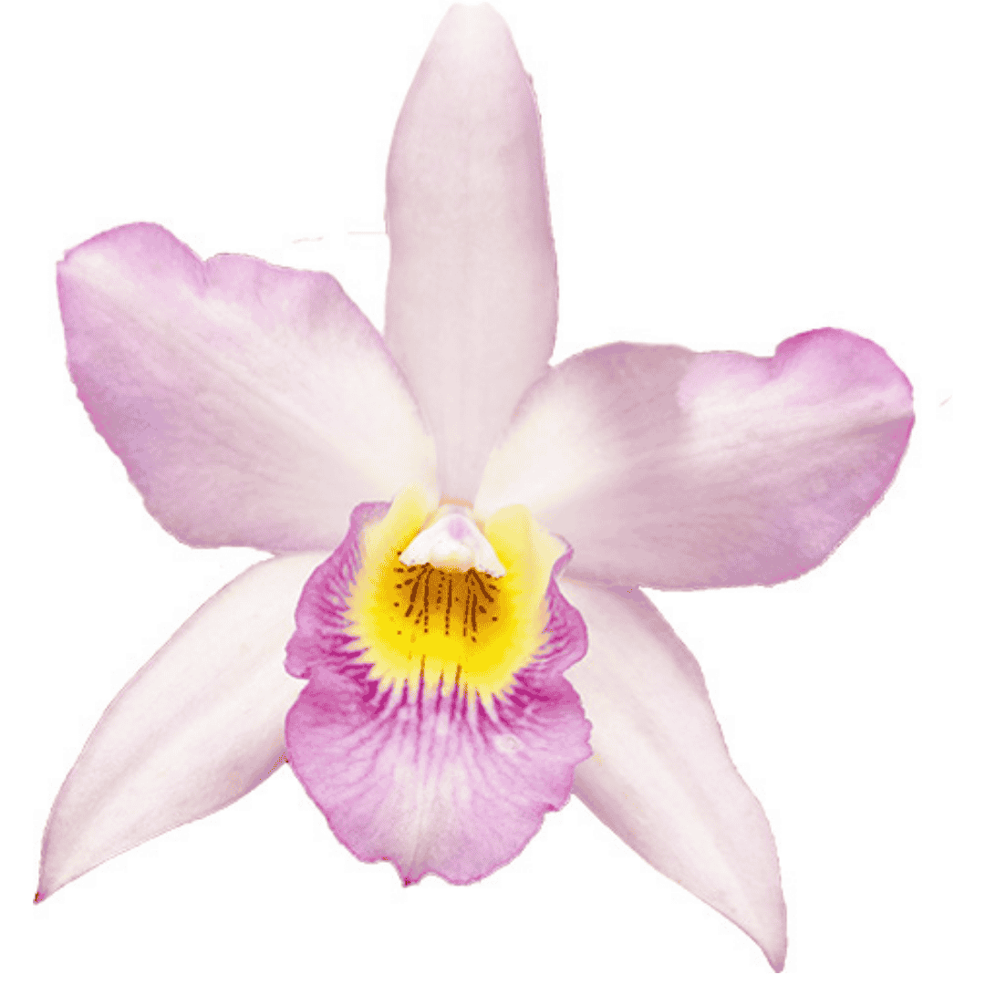 Cattleya Springtime