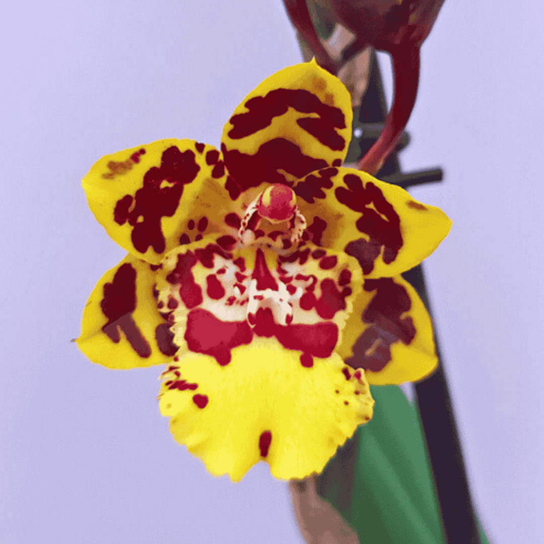 Colmanara Painter