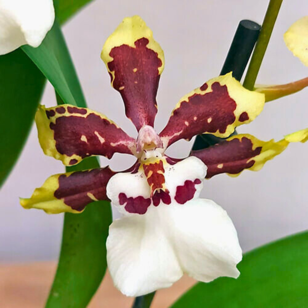 Colmanara Diana
