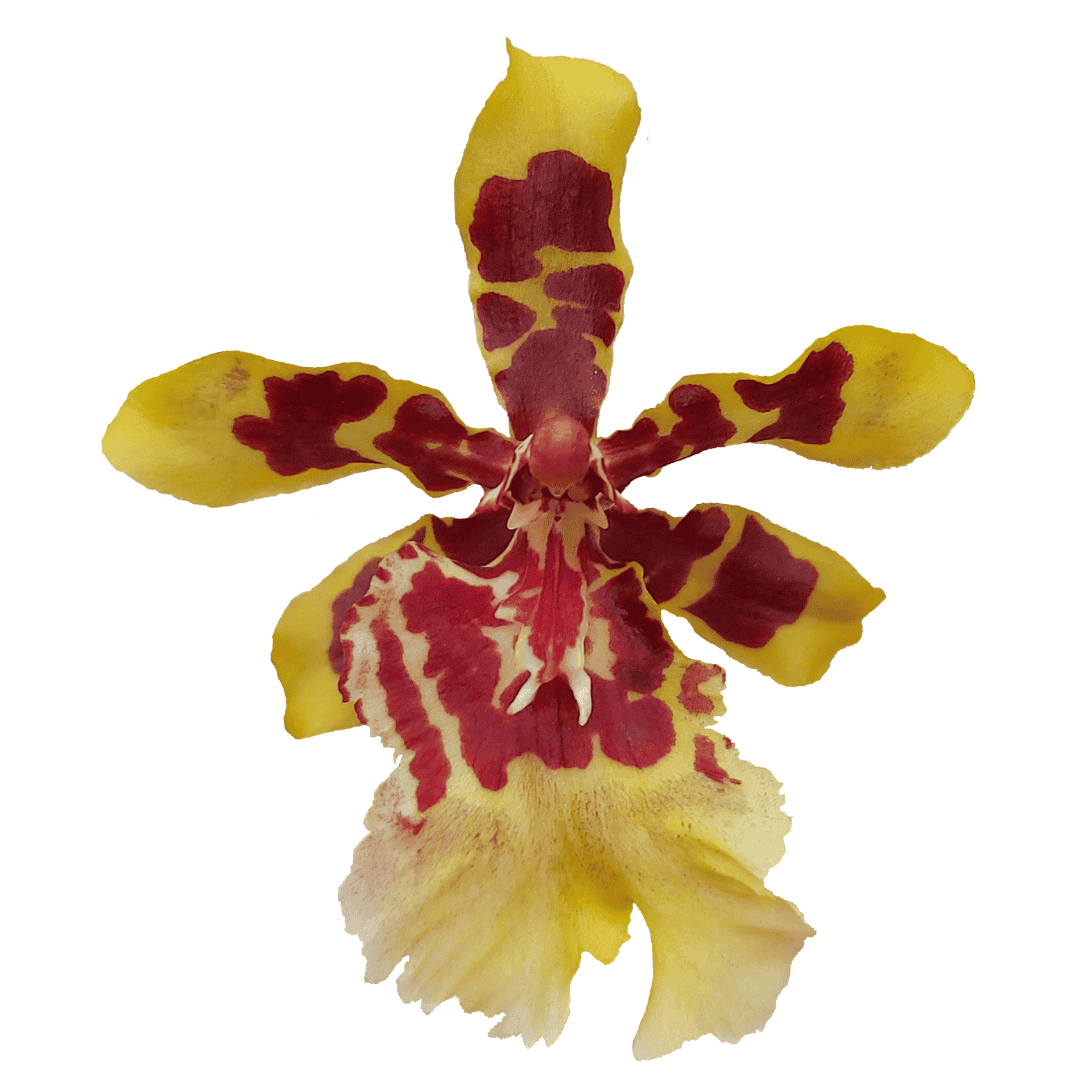 Colmanara Yellow Star