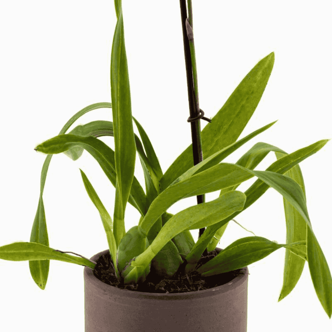 Colmanara Yellow Star