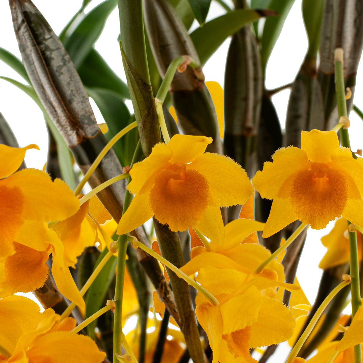 Dendrobium Griffithianum