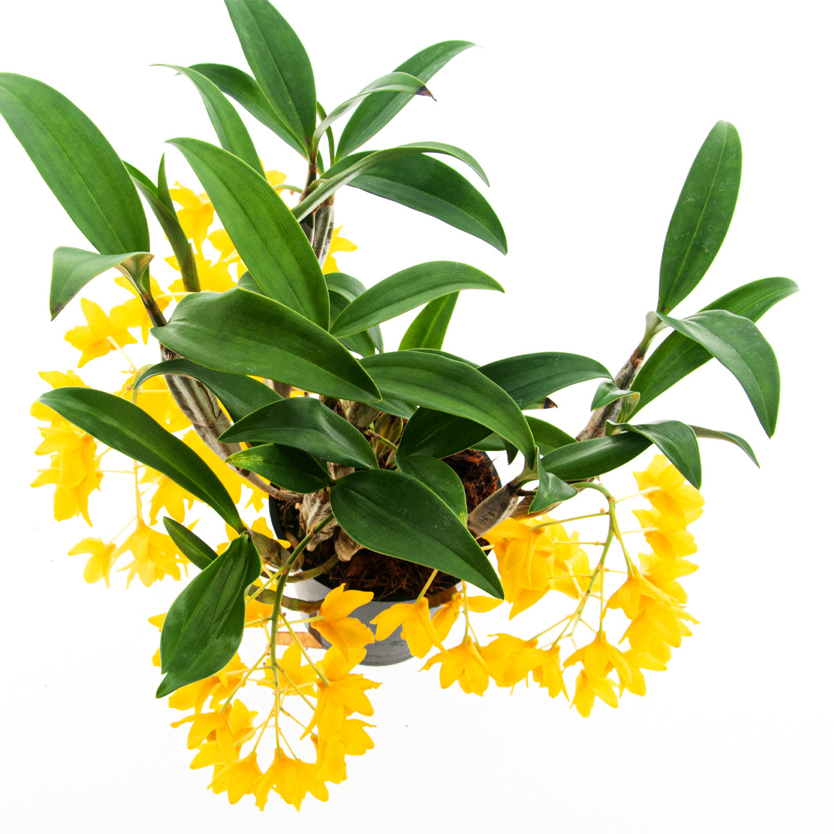 Dendrobium Griffithianum