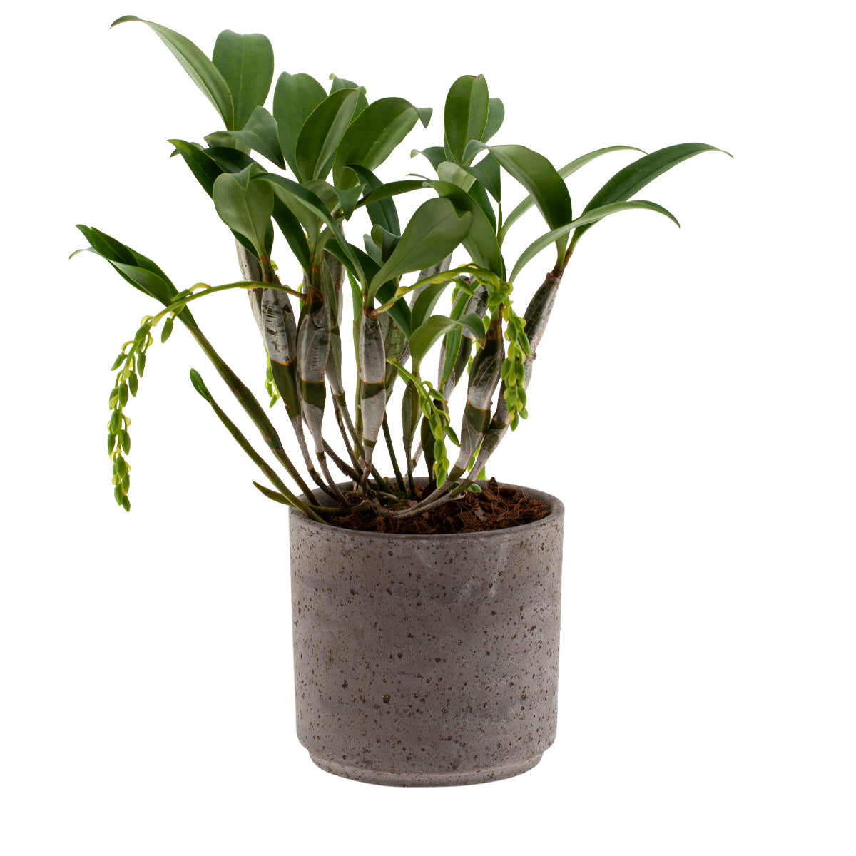 Dendrobium Griffithianum