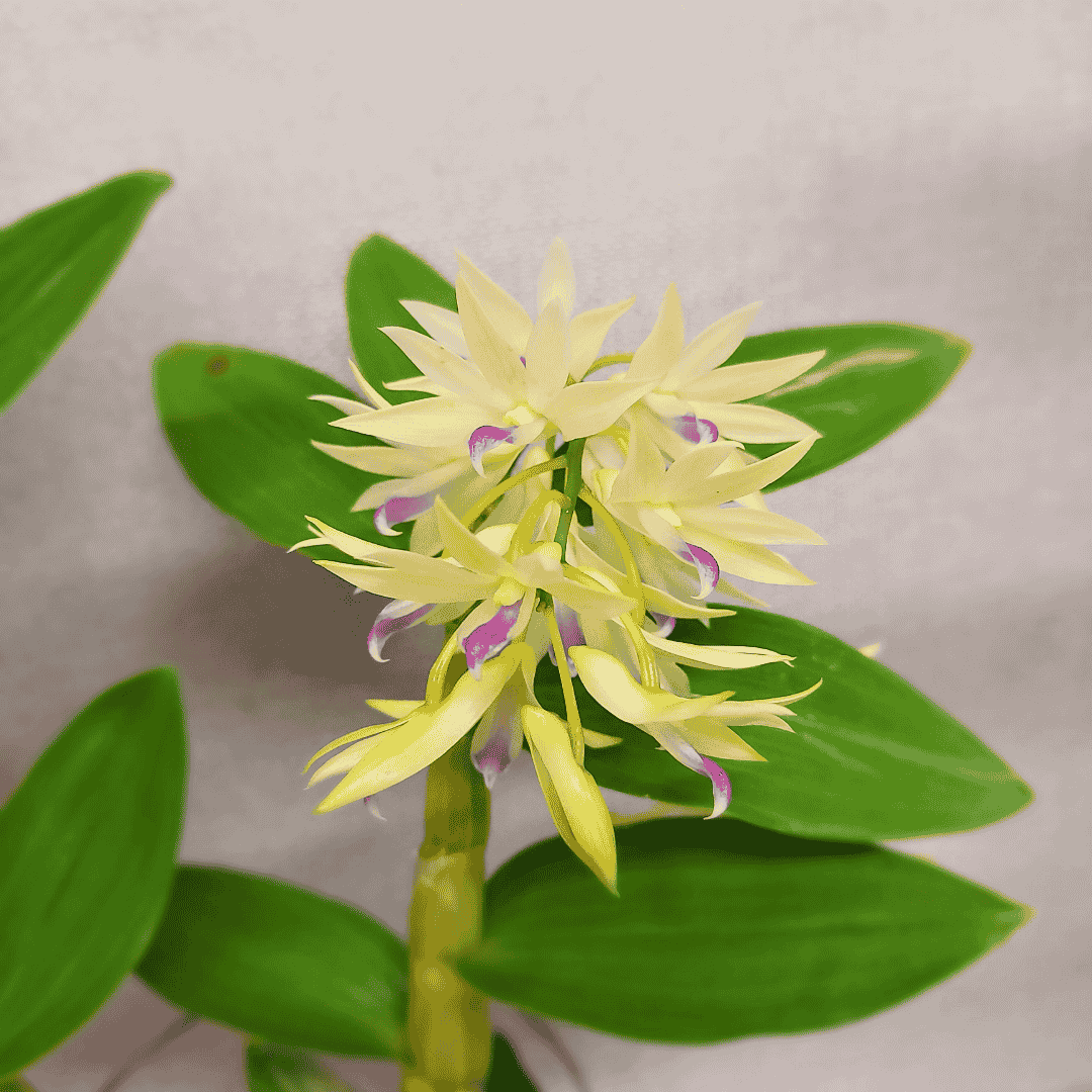 Dendrobium Amethystoglossum