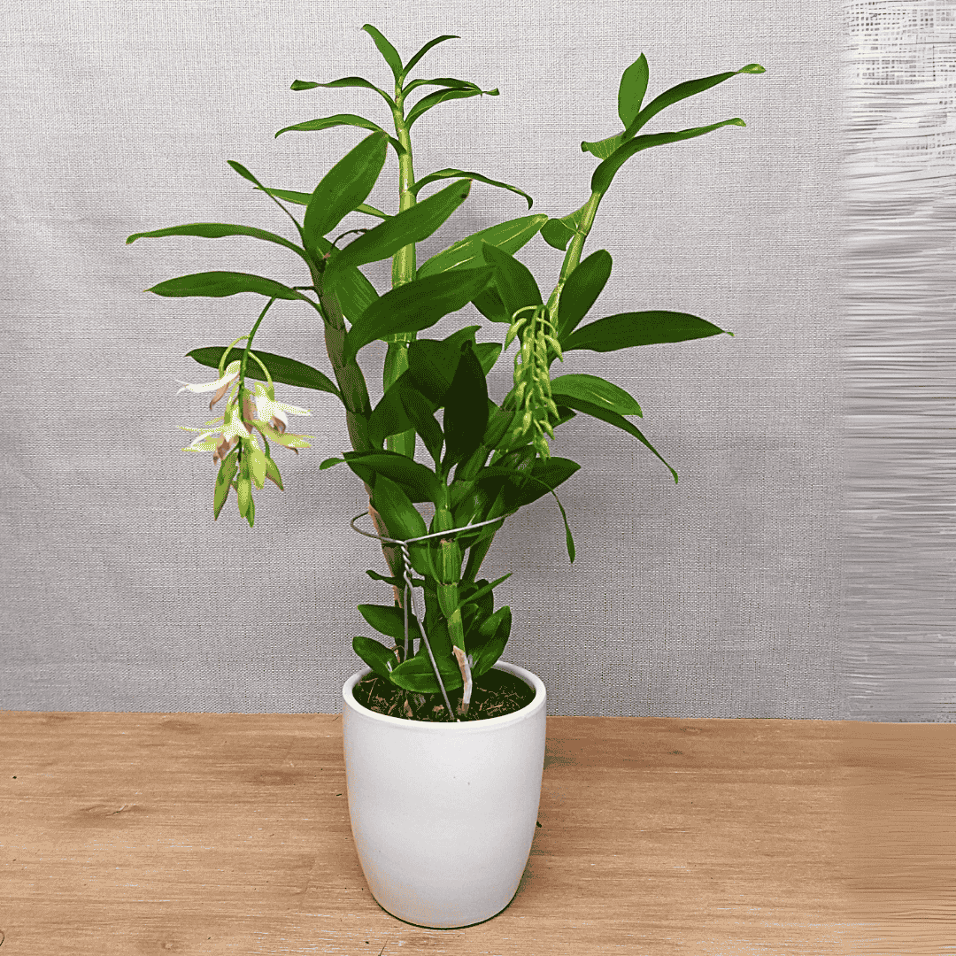 Dendrobium Amethystoglossum