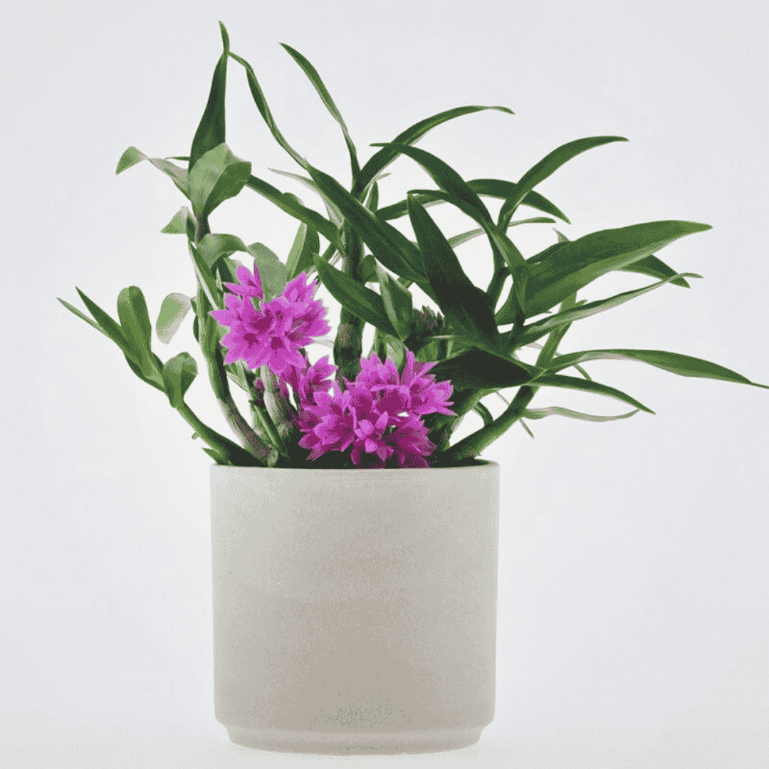 Dendrobium Hibiki