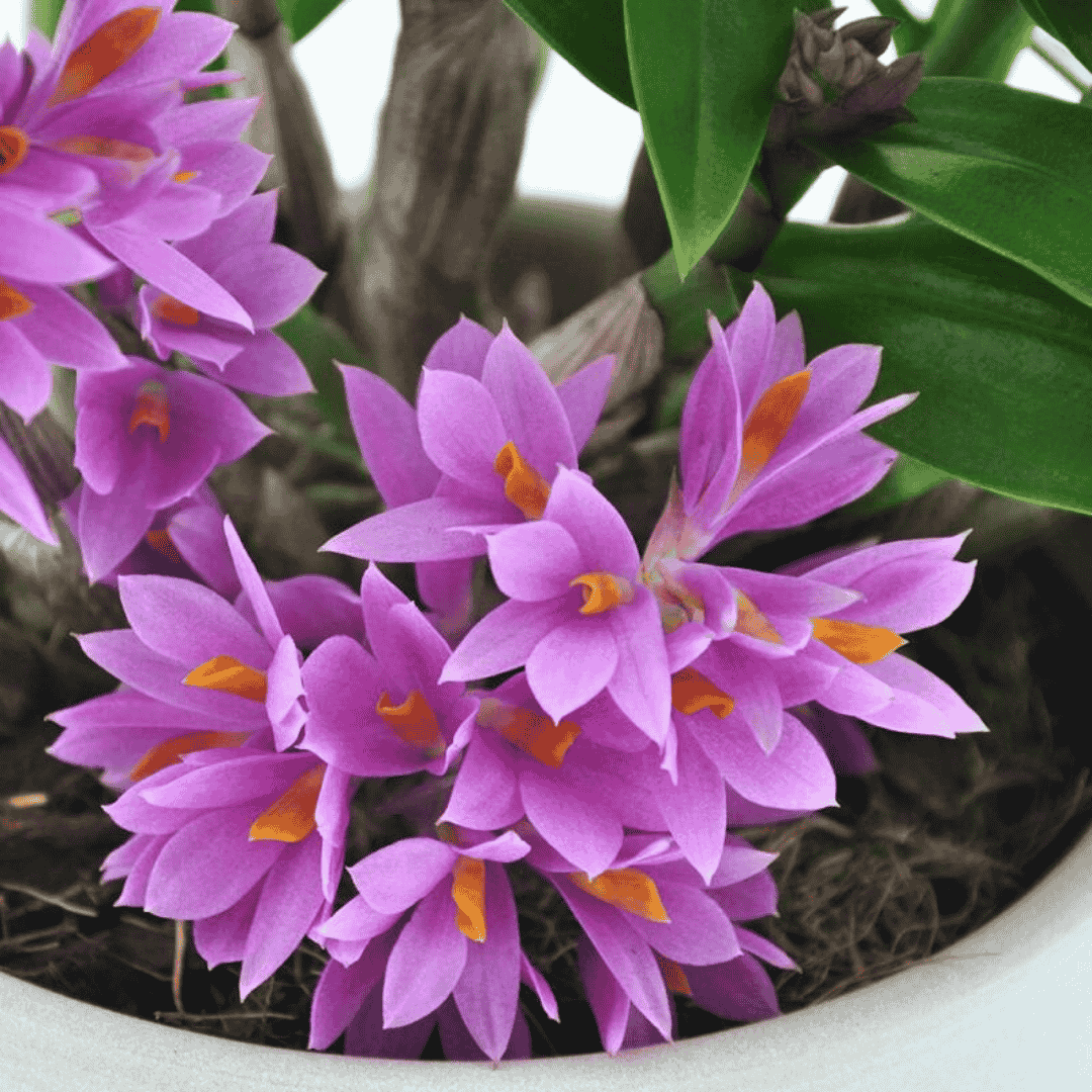 Dendrobium Hibiki
