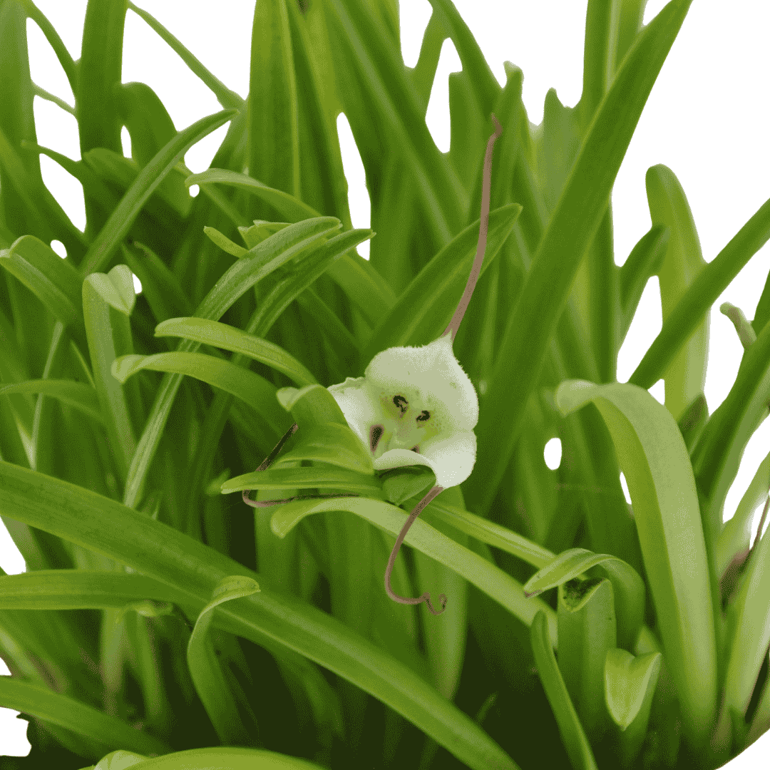 Dracula Lotax