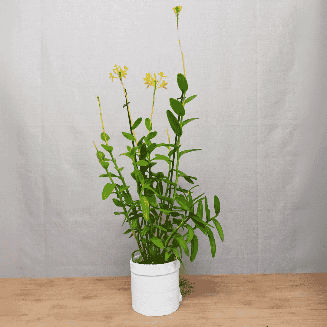 Epidendrum Radicans Giallo
