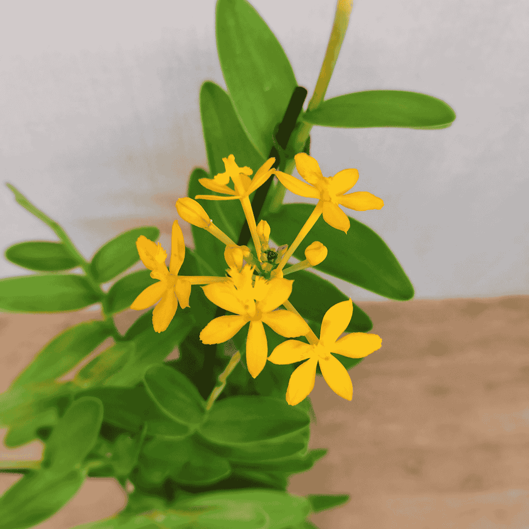 Epidendrum Radicans Giallo