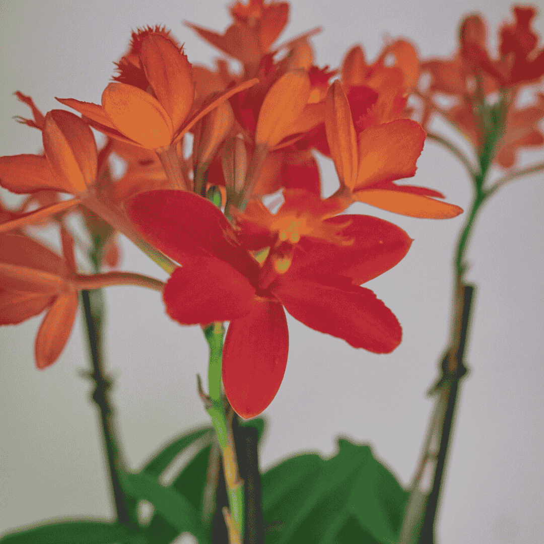 Epidendrum Red Ø9
