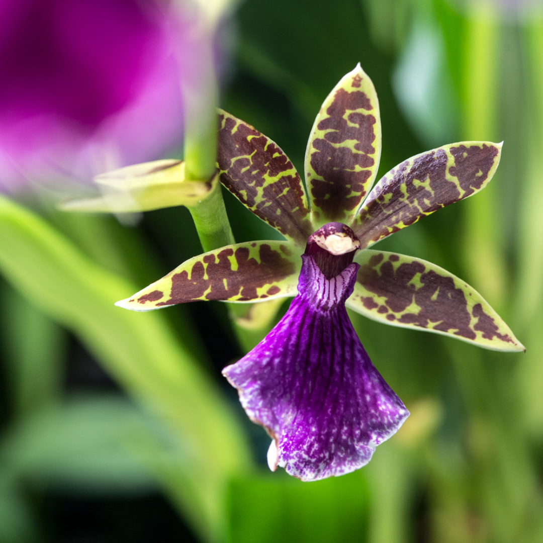 Zygopetalum Z 001
