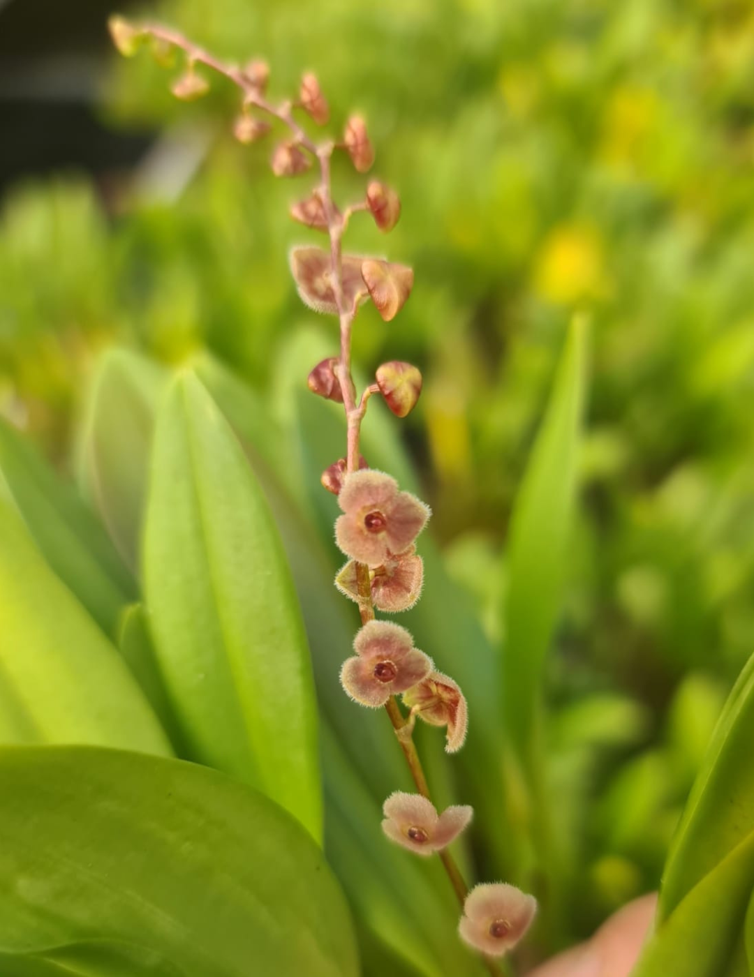 Stelis Argentata