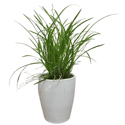 Gomesa Radicans Sigmatostalix