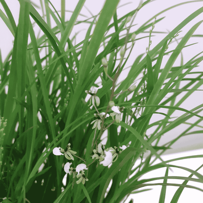 Gomesa Radicans Sigmatostalix