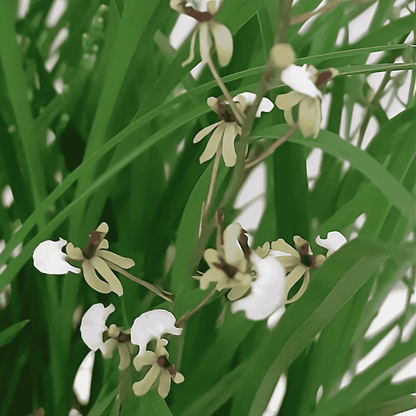 Gomesa Radicans Sigmatostalix