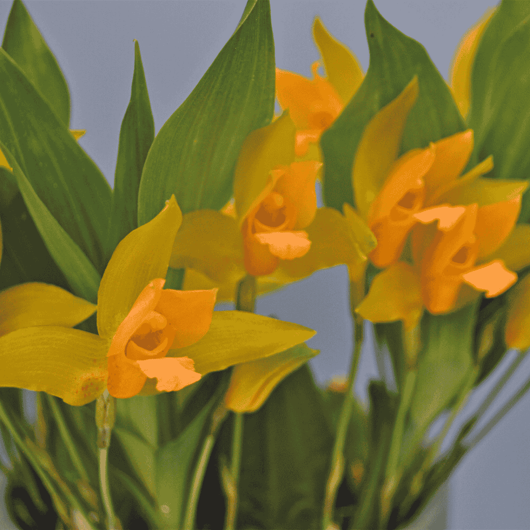 Lycaste Aromatica