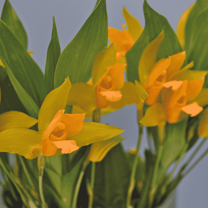 Lycaste Aromatica