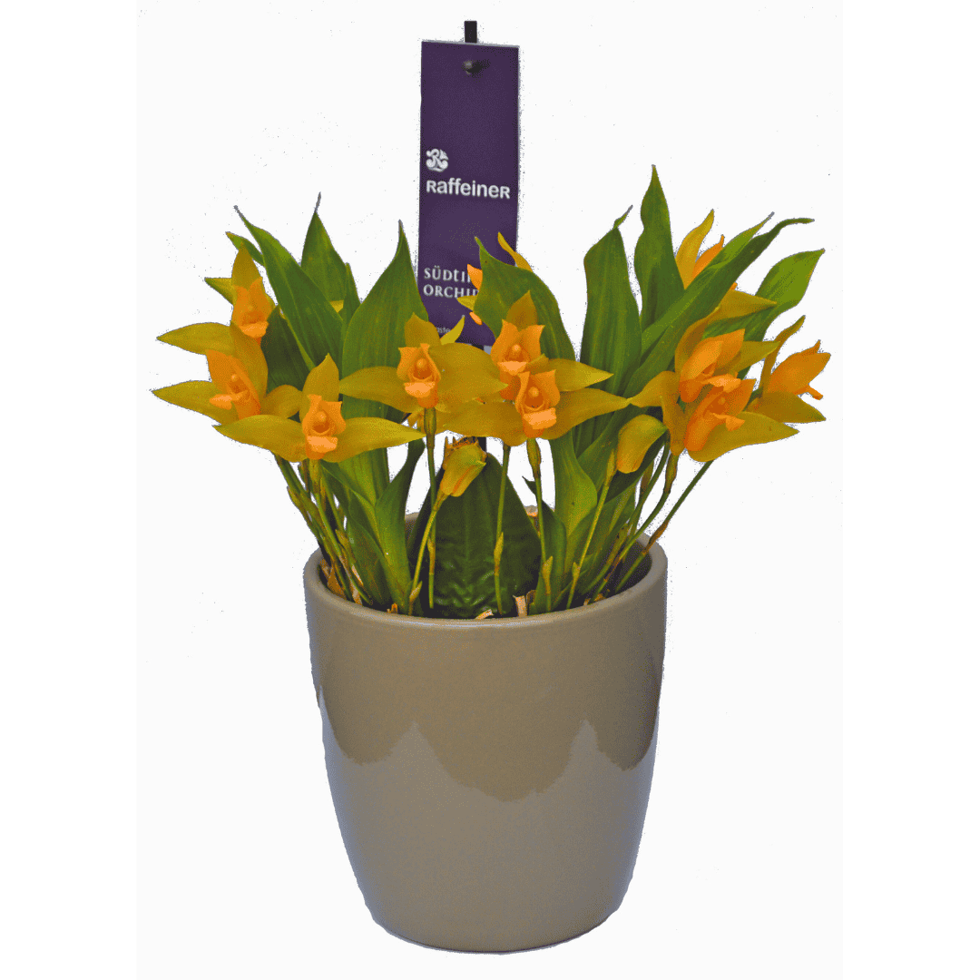 Lycaste Aromatica