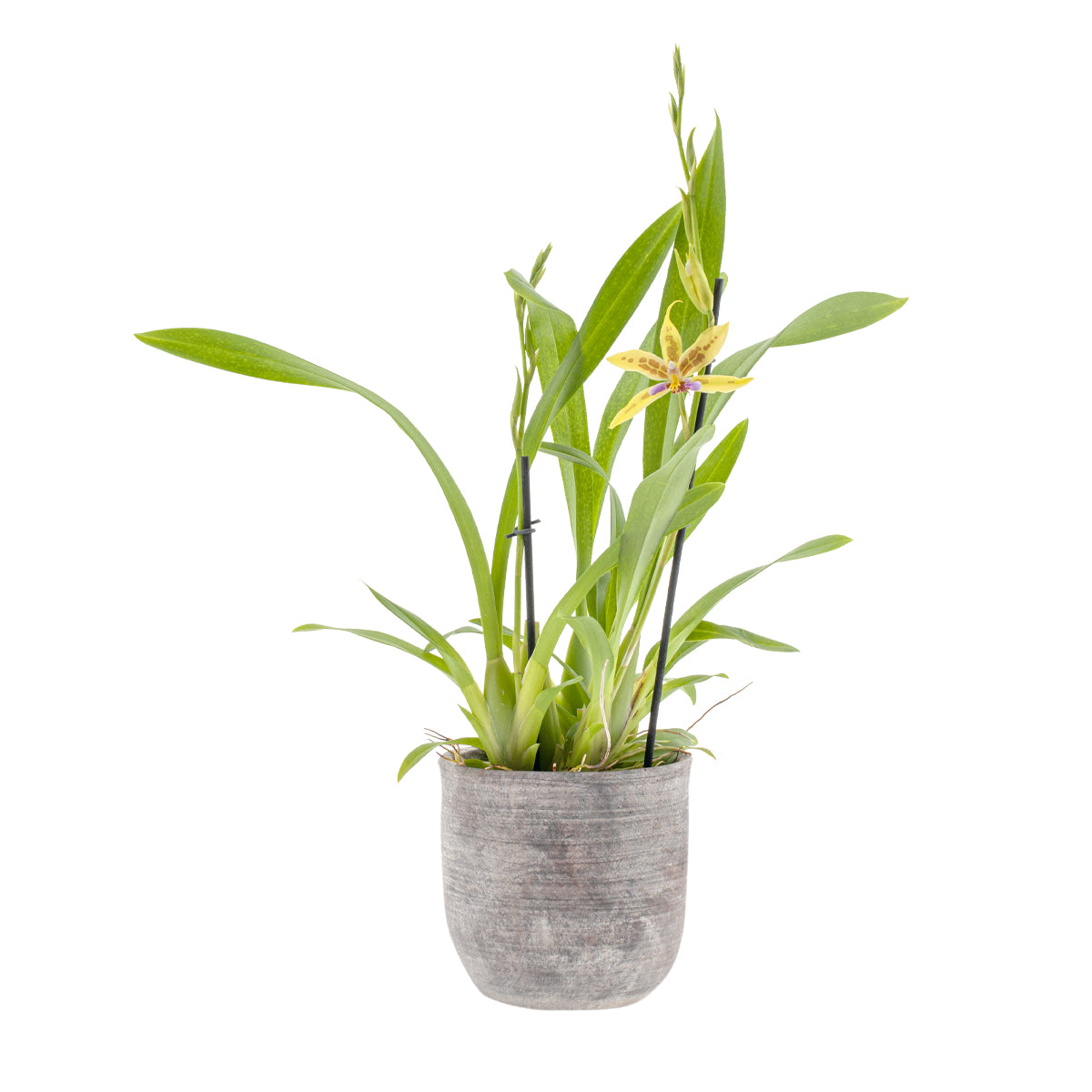 Miltonia Sunset