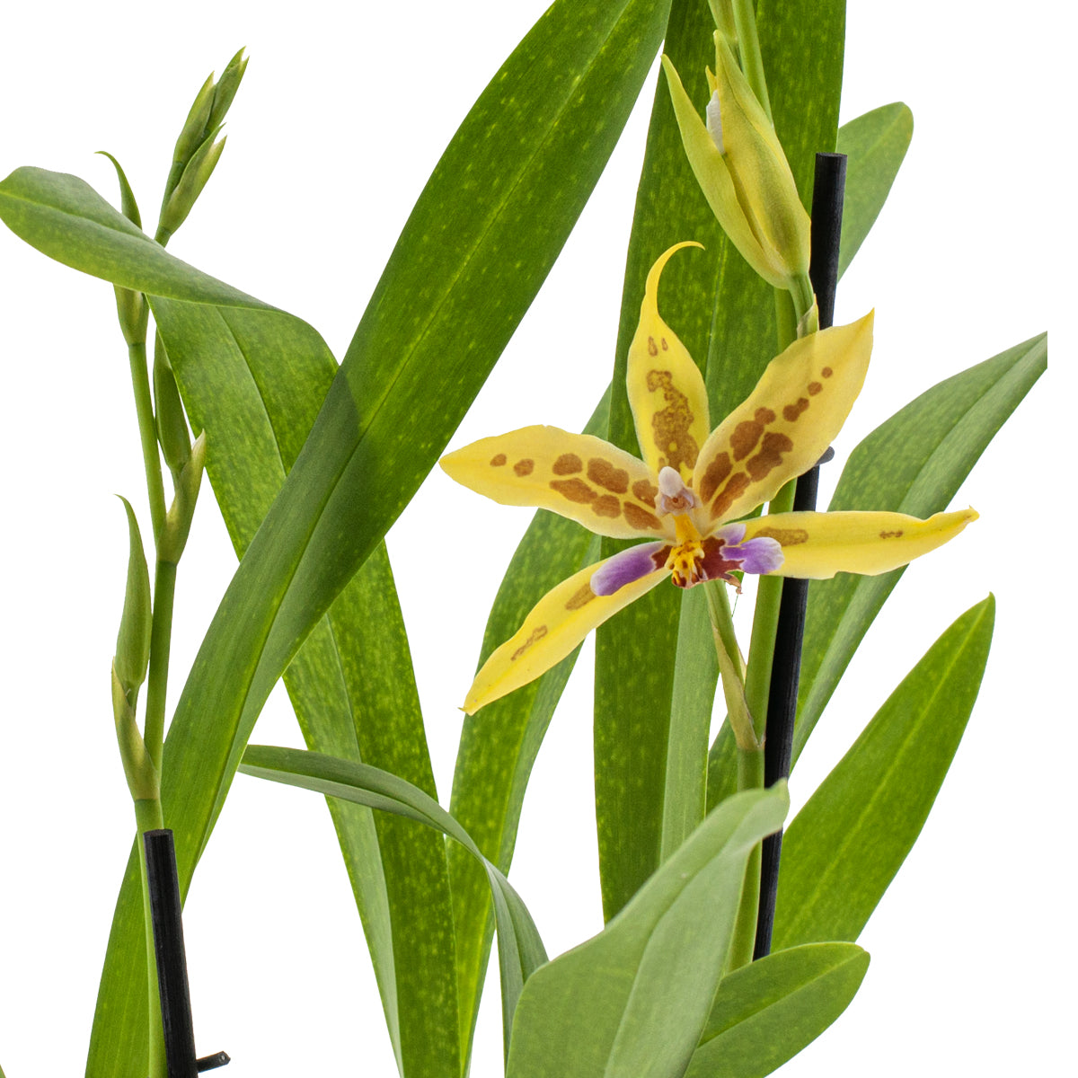 Miltonia Sunset