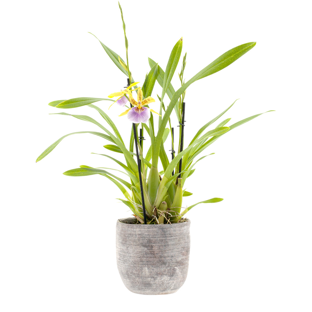 Miltonia Sunset