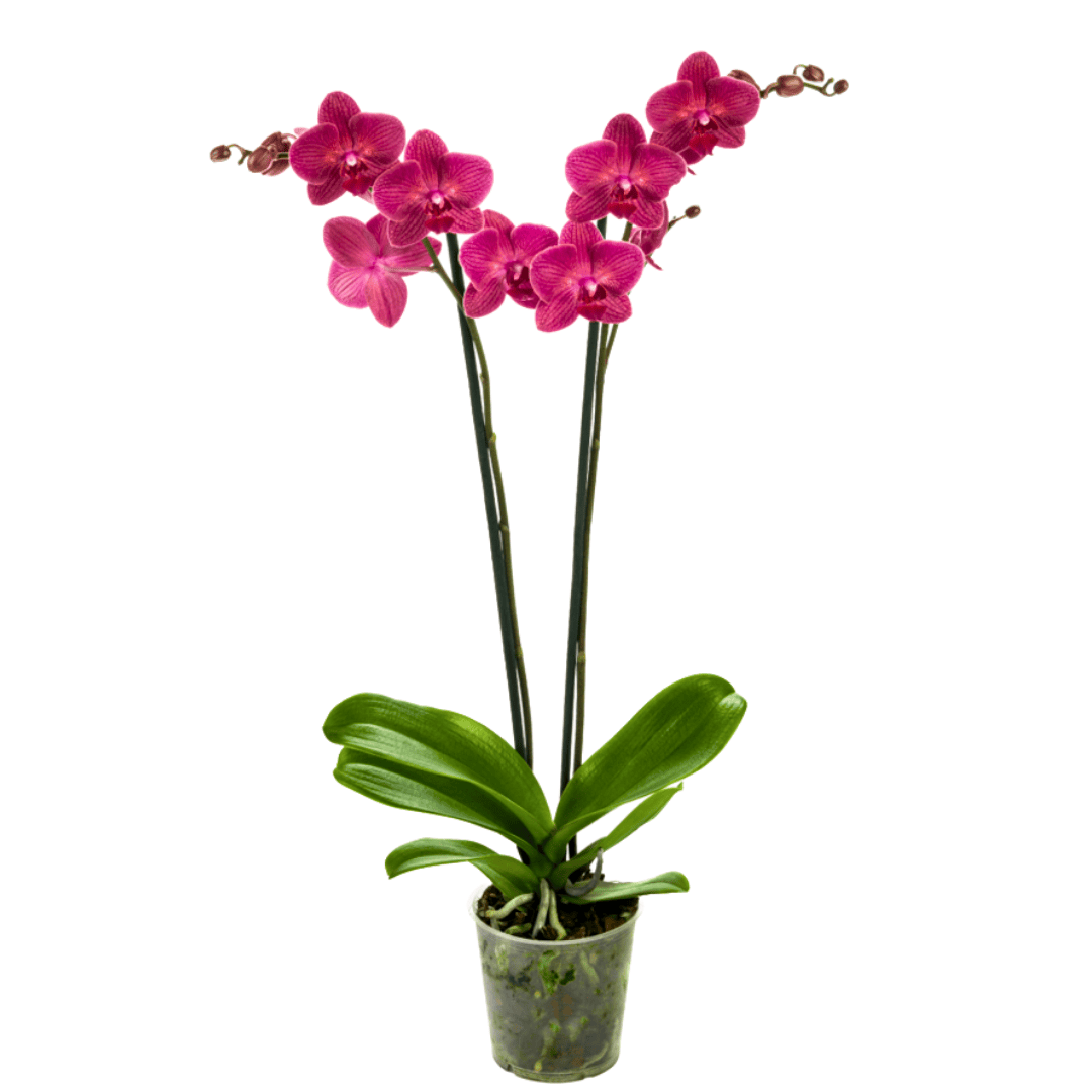 Phalaenopsis Mai Tai  Ø12