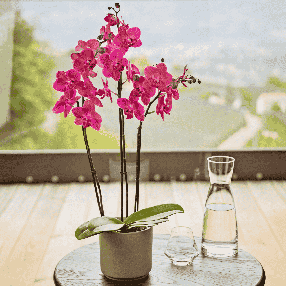 Phalaenopsis Mai Tai  Ø12