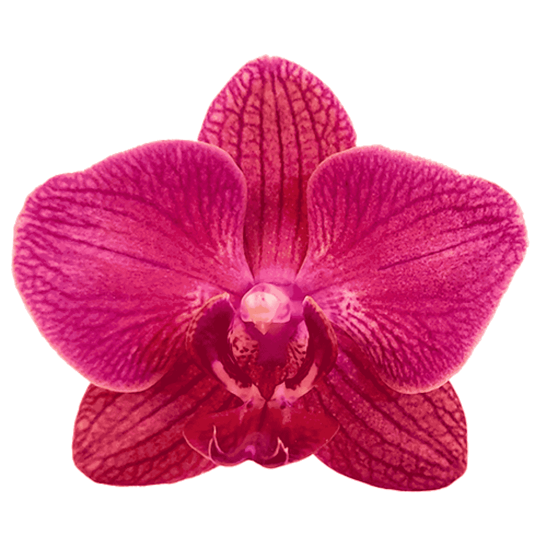 Phalaenopsis Mai Tai  Ø12