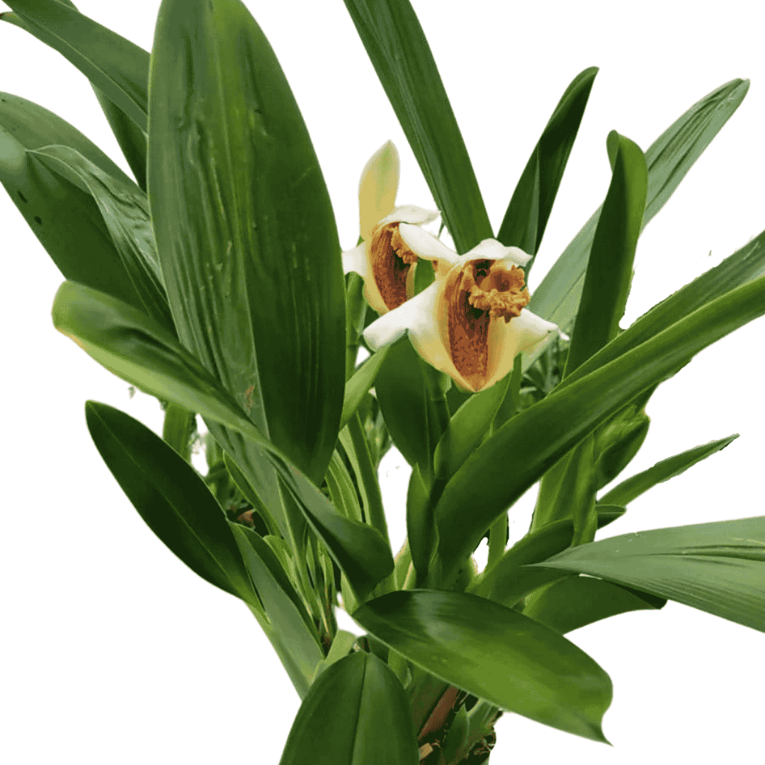 Maxillaria Fletcheriana