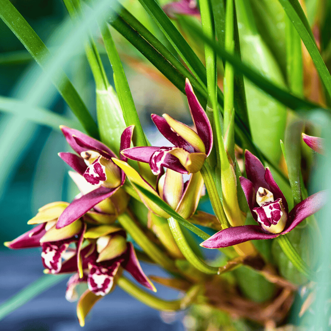 Maxillaria Houtteana